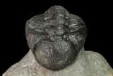 Austerops Trilobite - Nice Eye Facets #137540-6